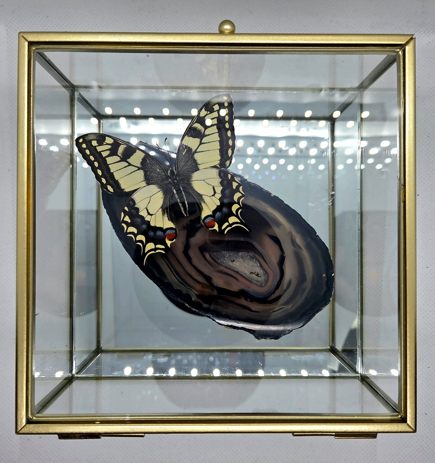 Vlinderkistje met een Koninginnenpage op Agaat