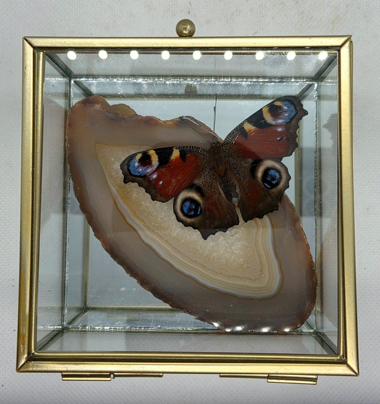 Vlinderkistje met een Dagpauwoog op Agaat