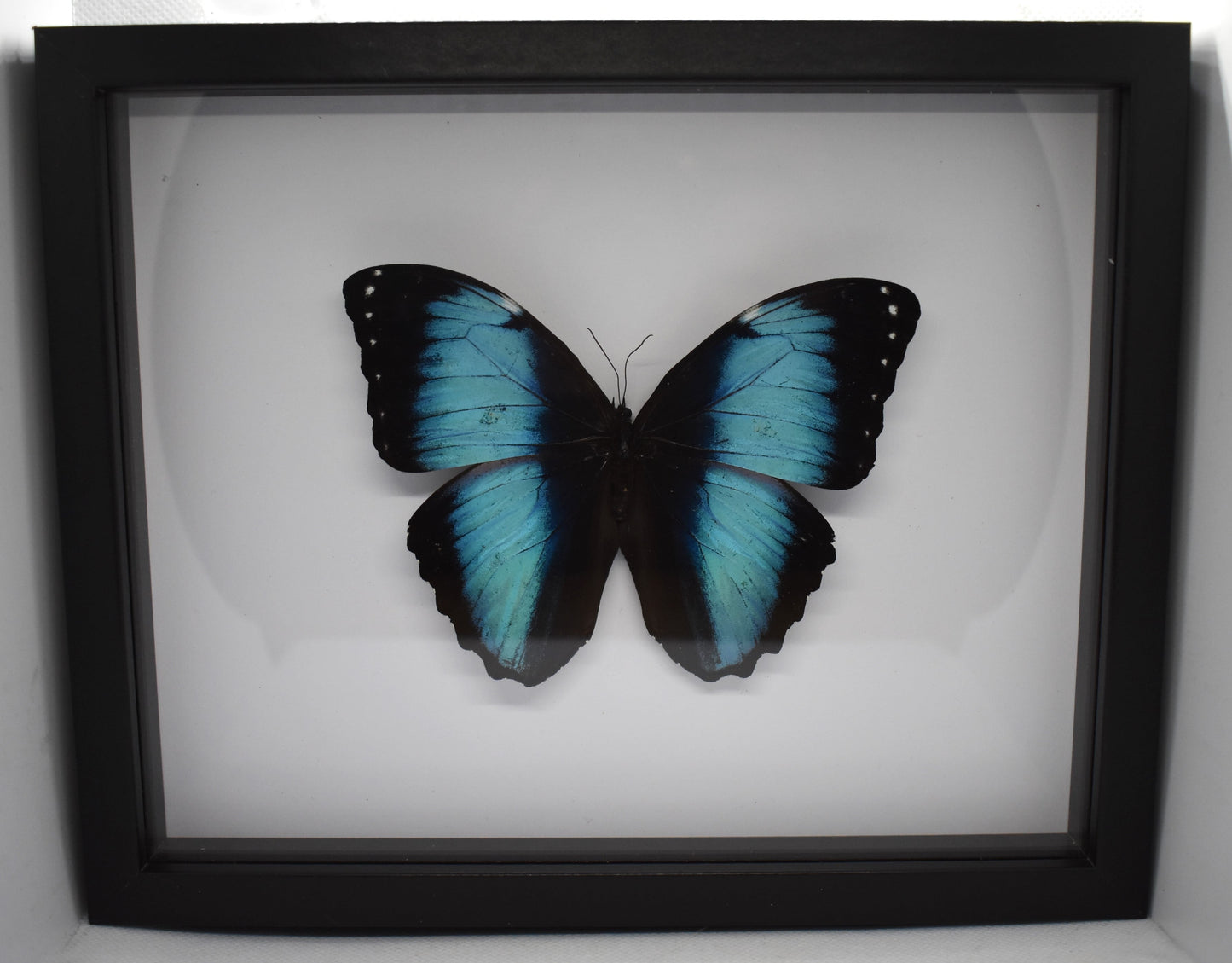 Vlinderlijst met Morpho Achilles