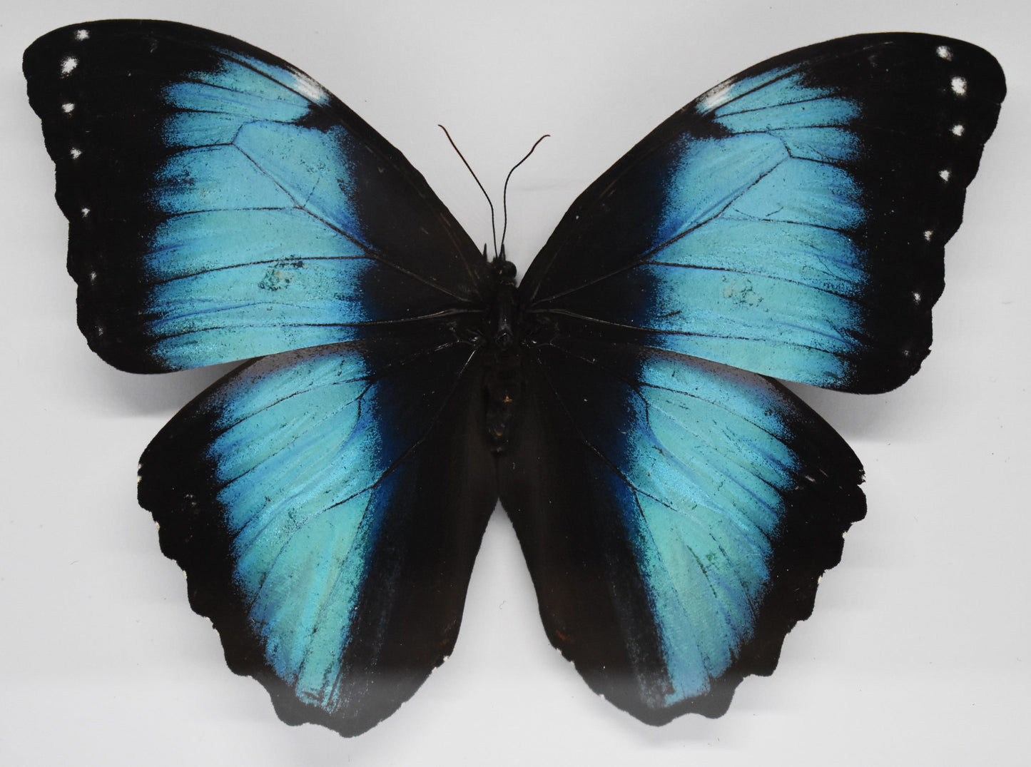 Vlinderlijst met Morpho Achilles