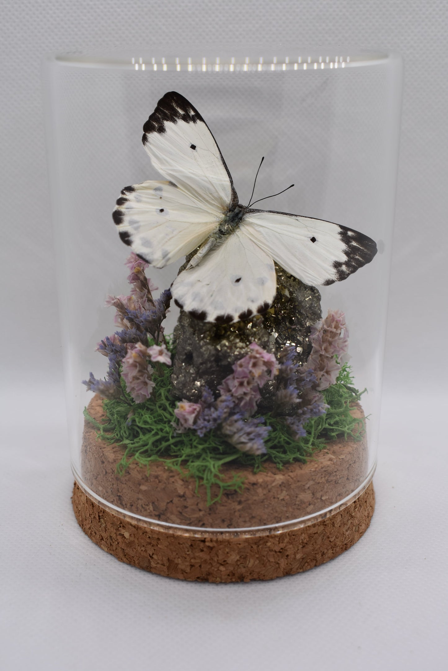 Vlinderstolp met een Belenois Calypso op Pyriet