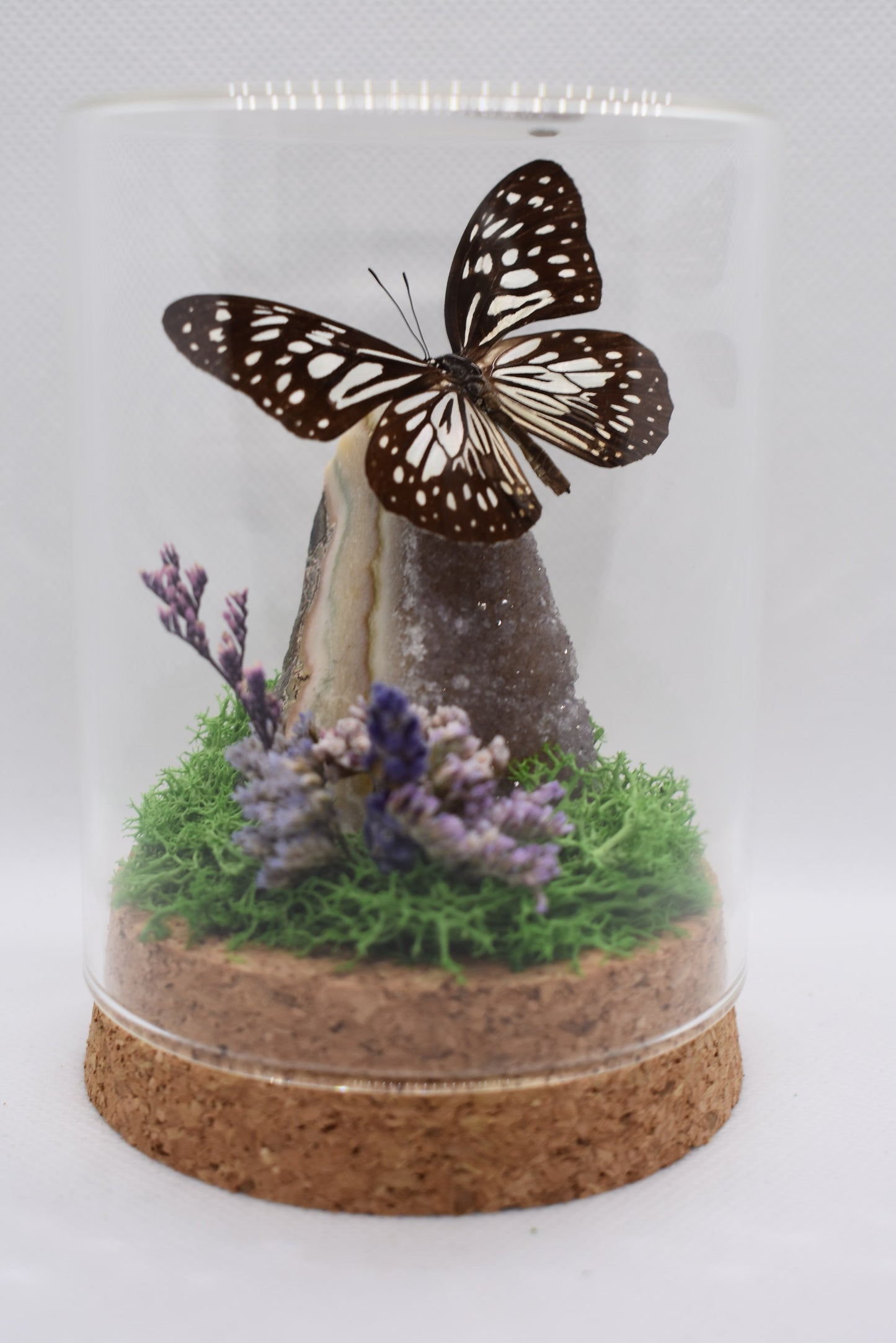 Vlinderstolp met Ideopsis Vulgaris op Amethist