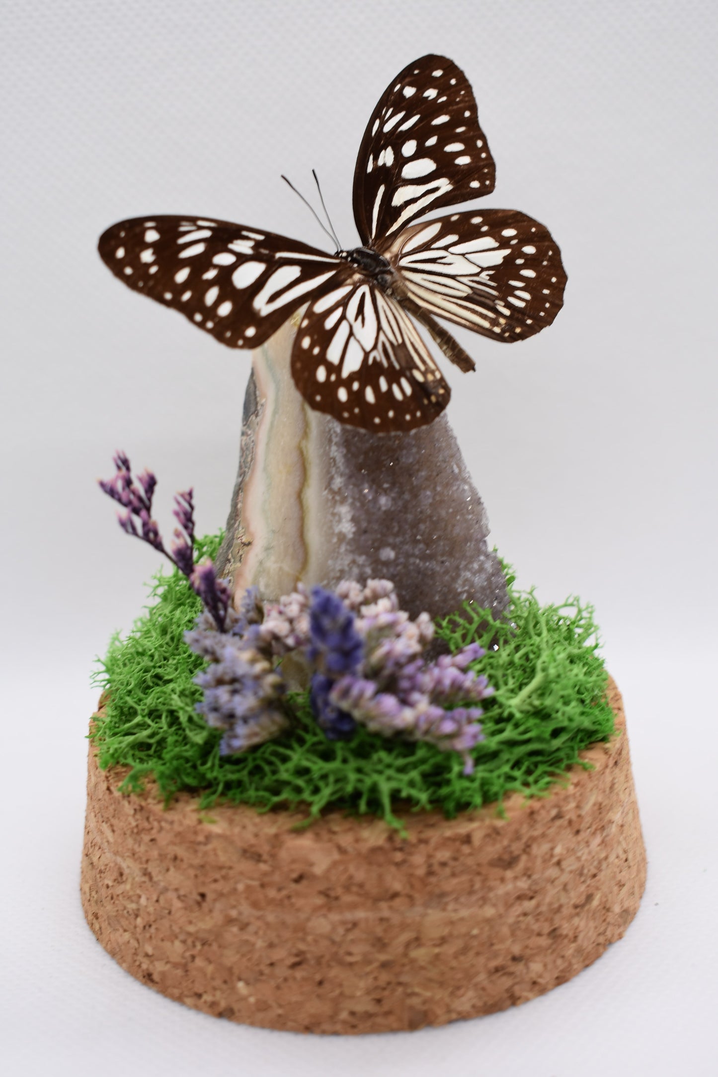 Vlinderstolp met Ideopsis Vulgaris op Amethist