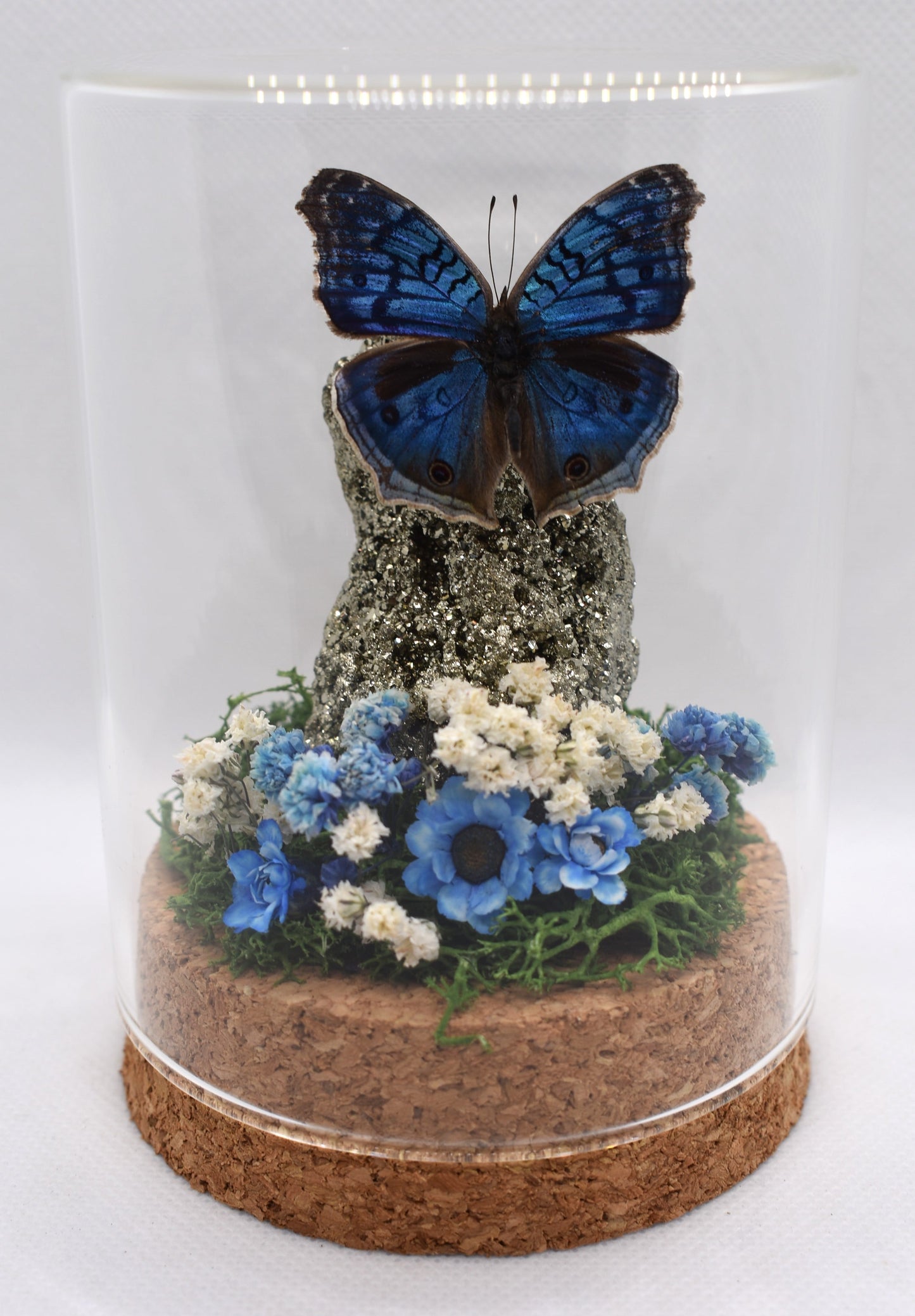 Vlinderstolp met een Precis Radama op Pyriet