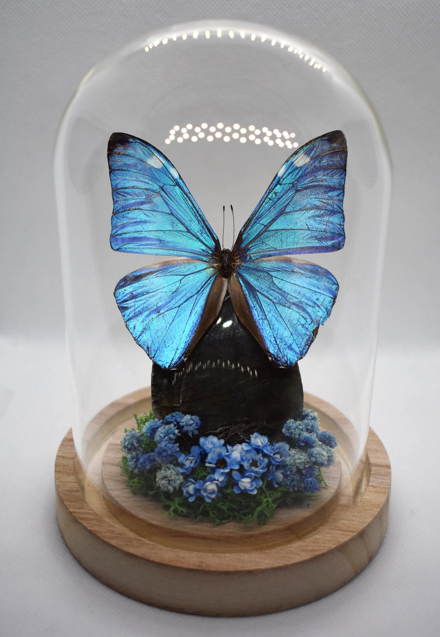 Vlinderstolp met een Morpho Adonis op Labradoriet