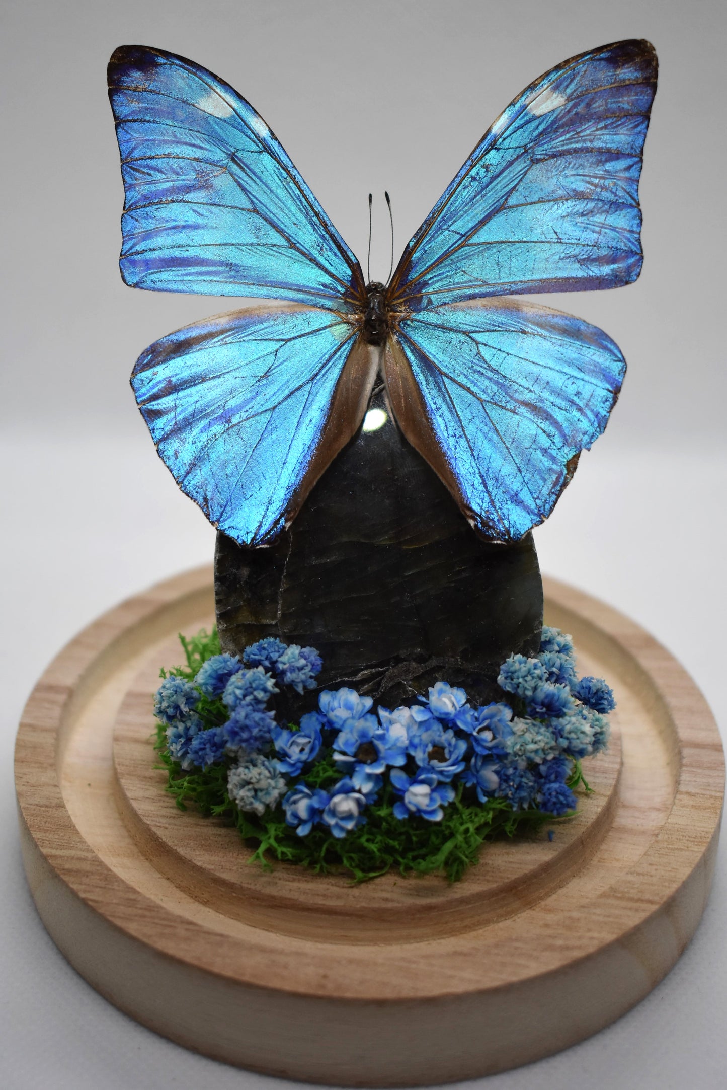 Vlinderstolp met een Morpho Adonis op Labradoriet