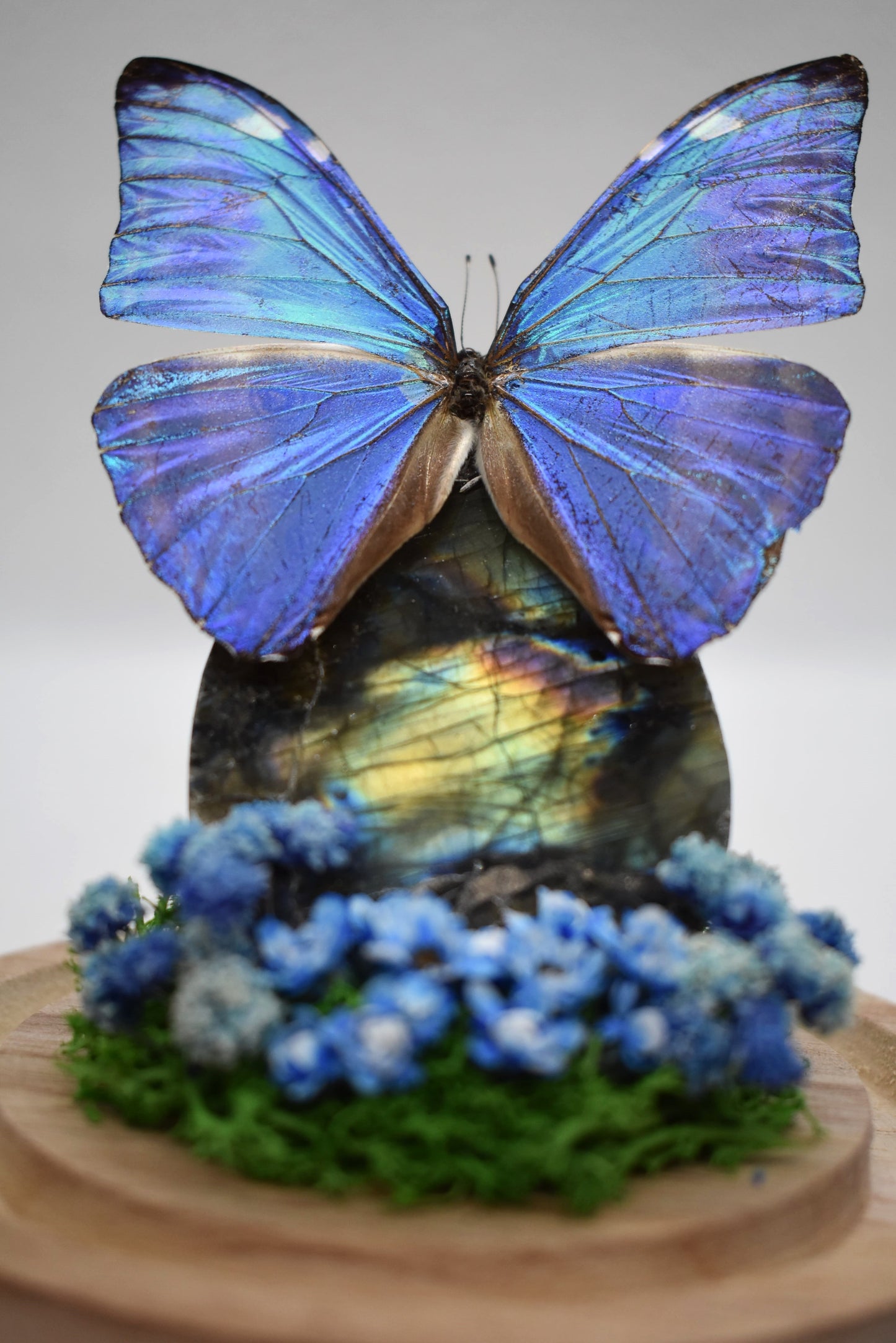 Vlinderstolp met een Morpho Adonis op Labradoriet