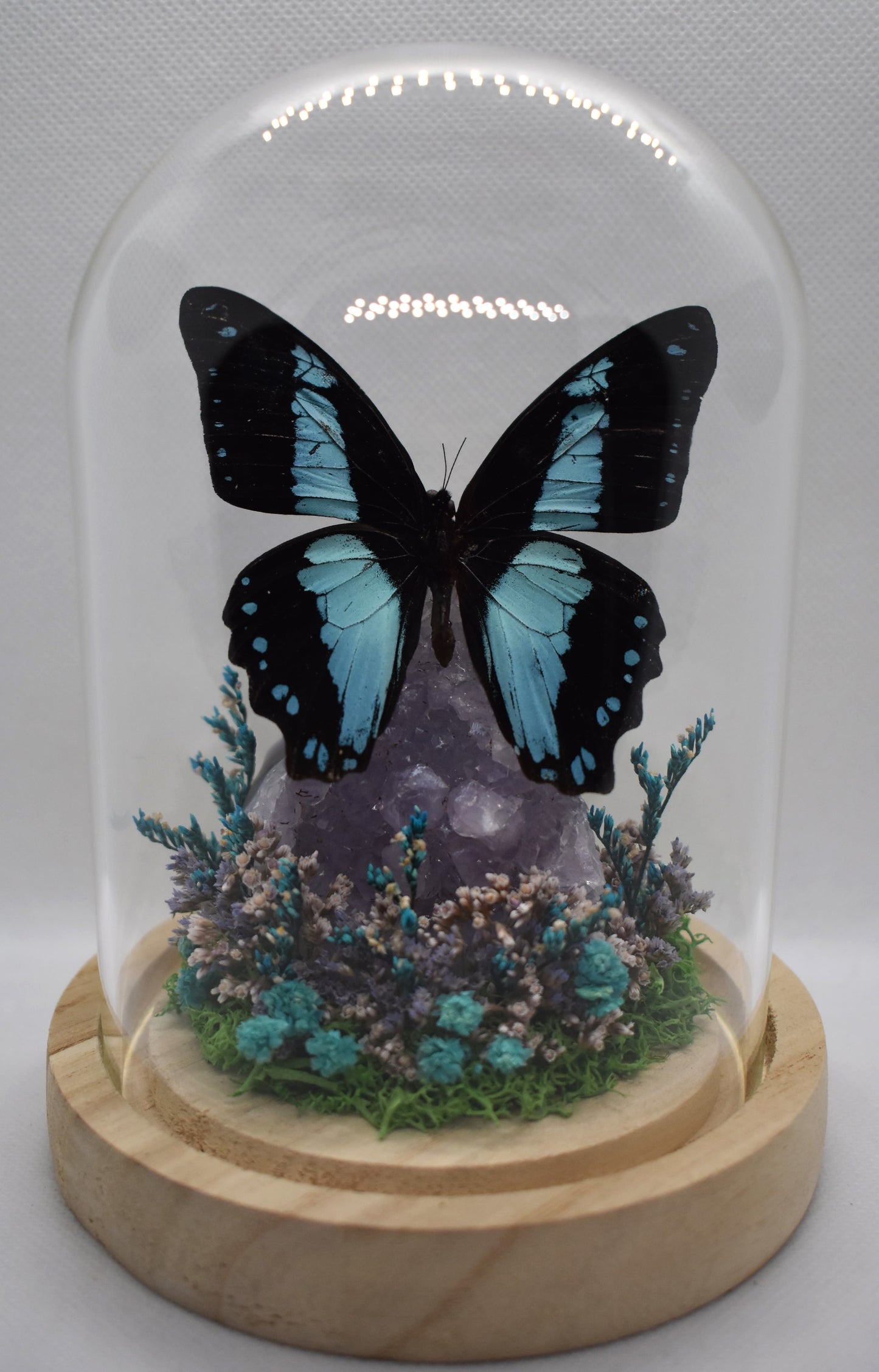Vlinderstolp met een Papilio Bromius op Amethist
