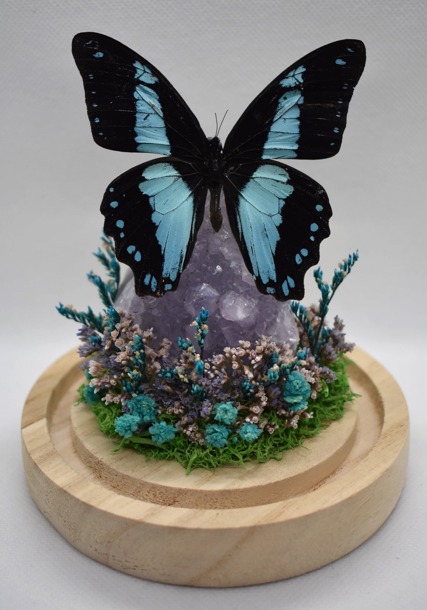 Vlinderstolp met een Papilio Bromius op Amethist