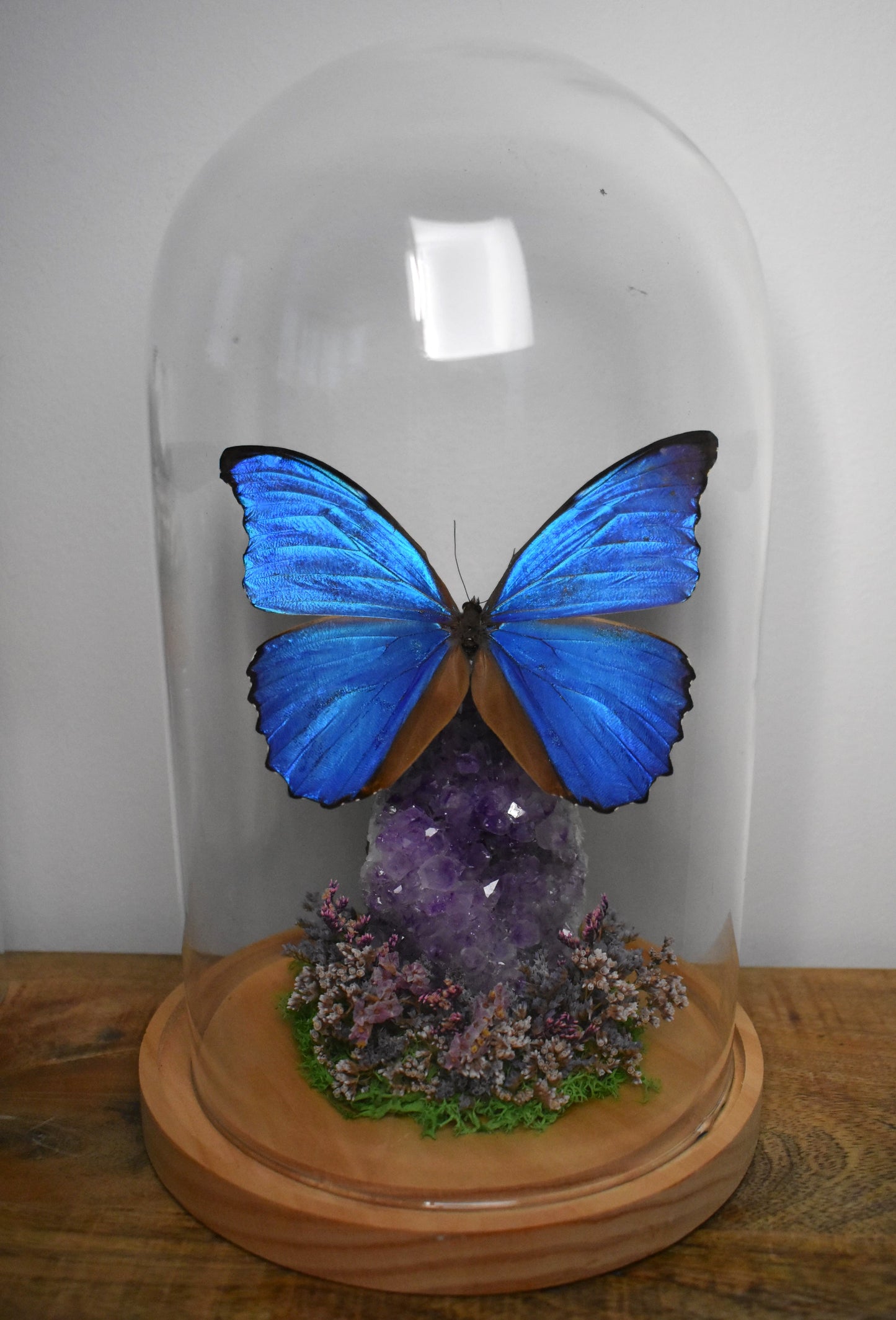 Vlinderstolp met een Morpho Didius op Amethist