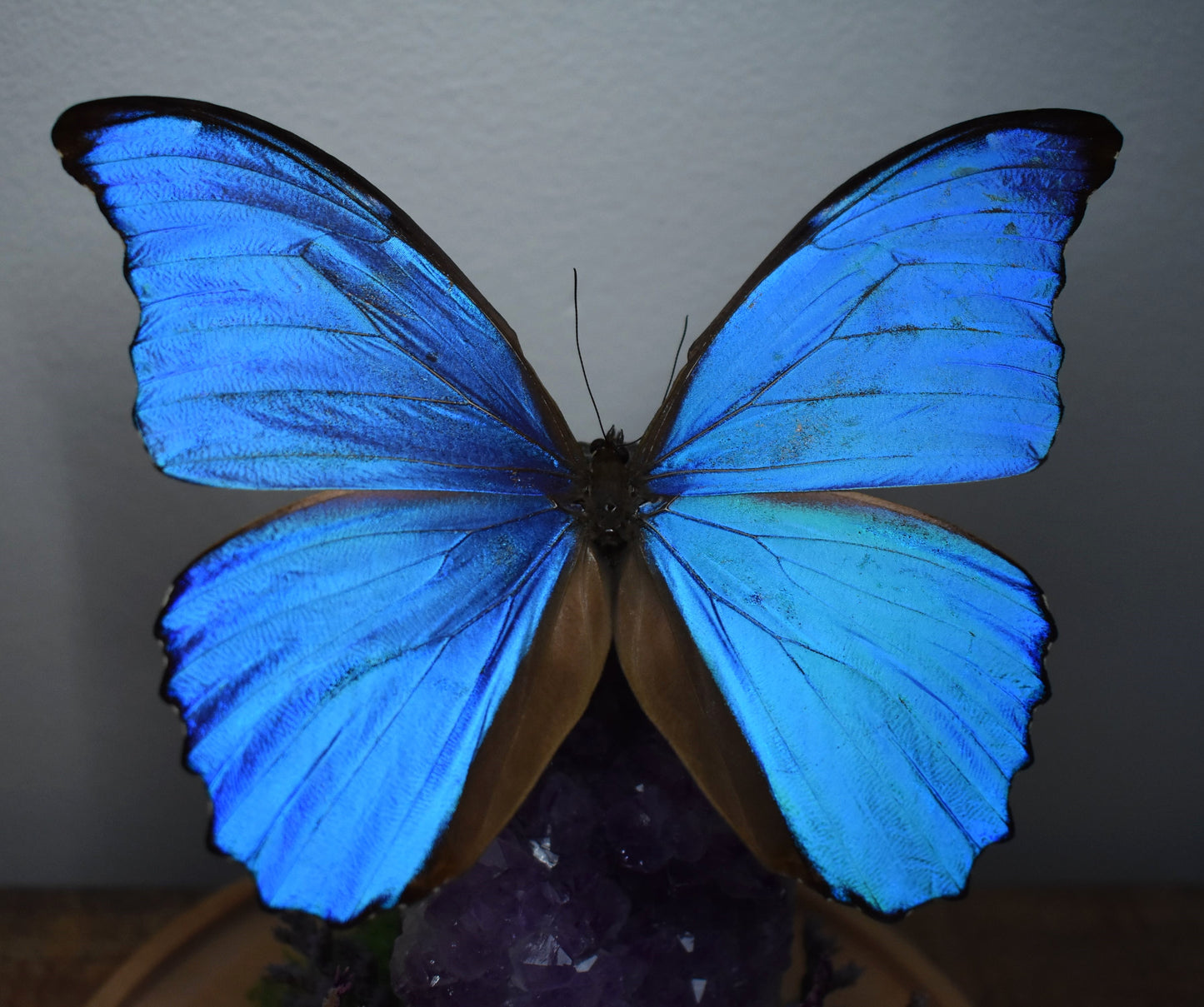 Vlinderstolp met een Morpho Didius op Amethist
