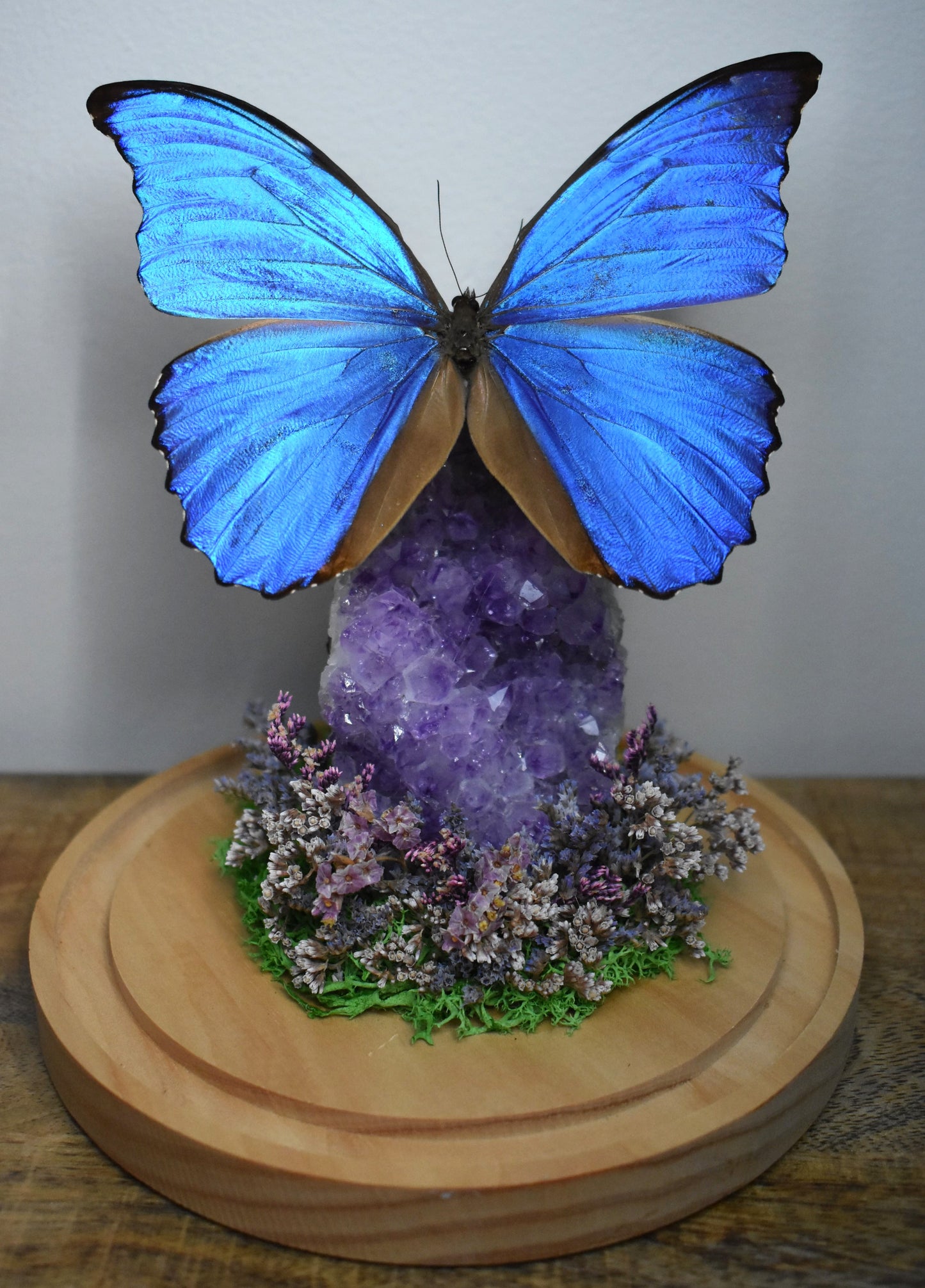 Vlinderstolp met een Morpho Didius op Amethist