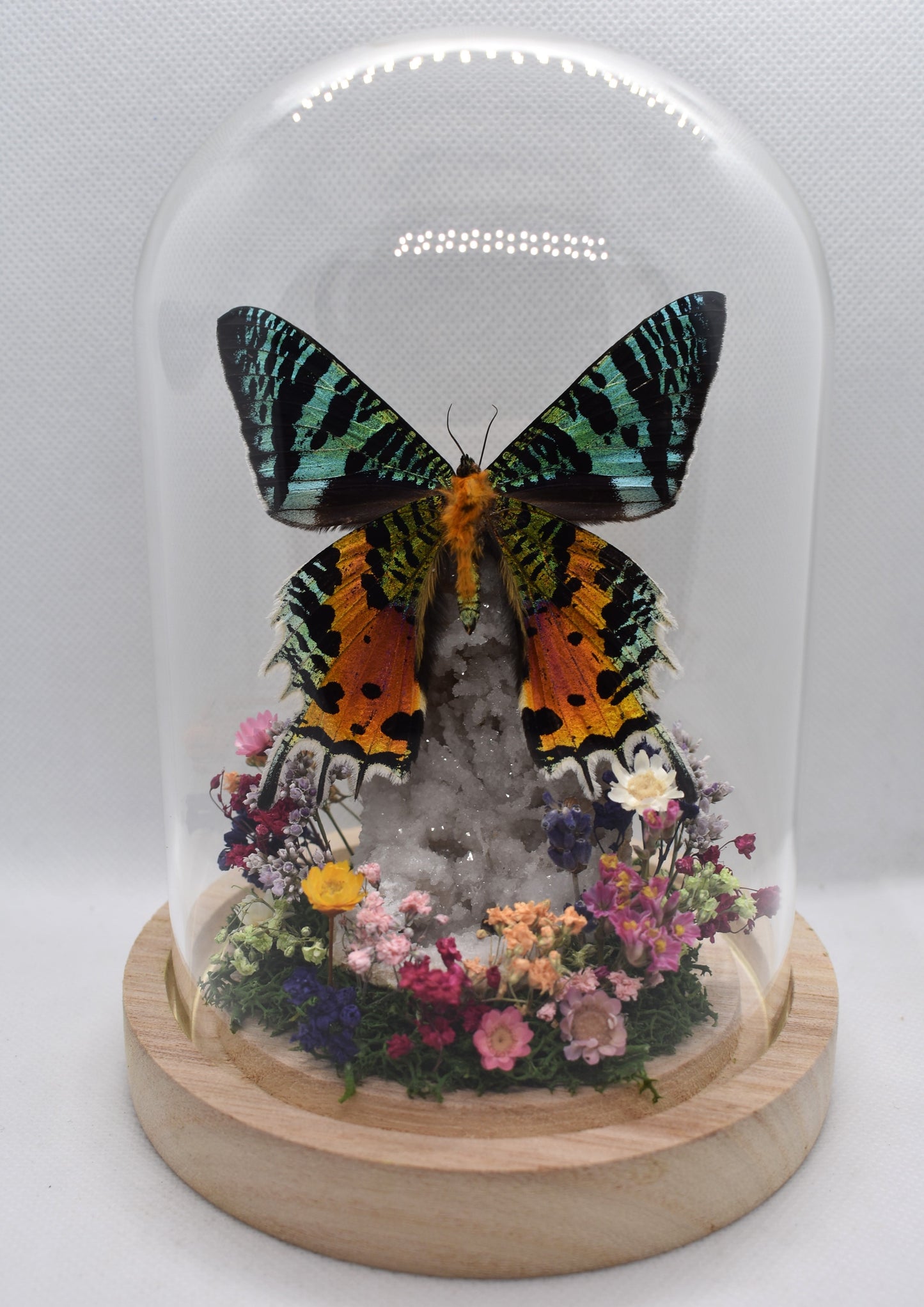 Vlinderstolp met een Urania Ripheus op Bergkristal