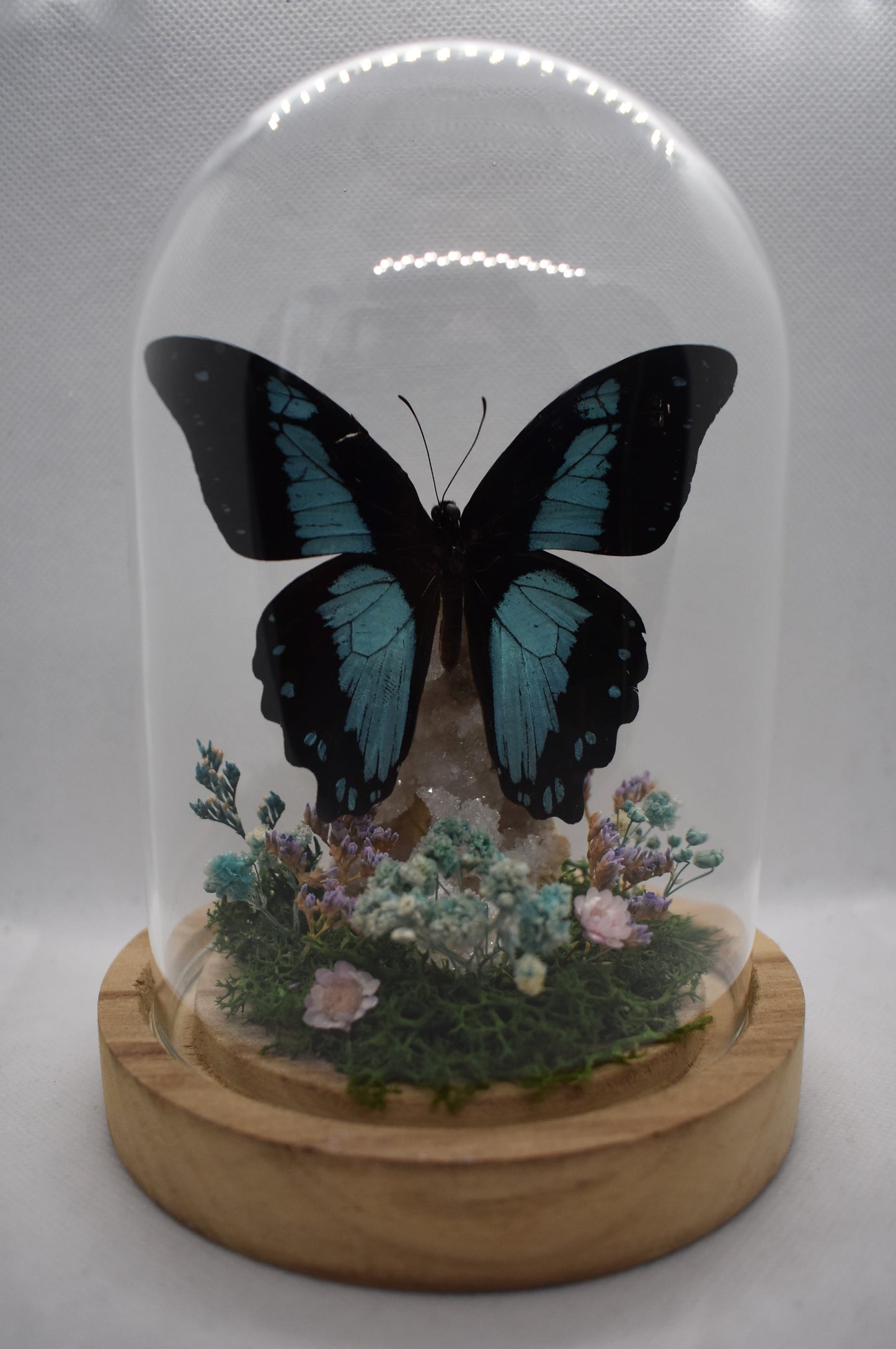 Vlinderstolp met een Papilio Bromius op Bergkristal