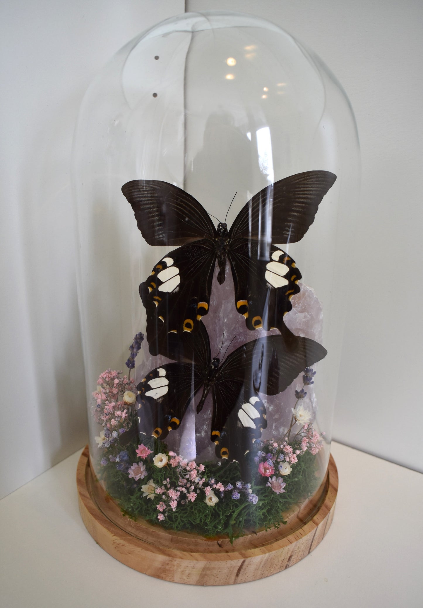 Vlinderstolp met twee Papilio Helenus op Rozekwarts