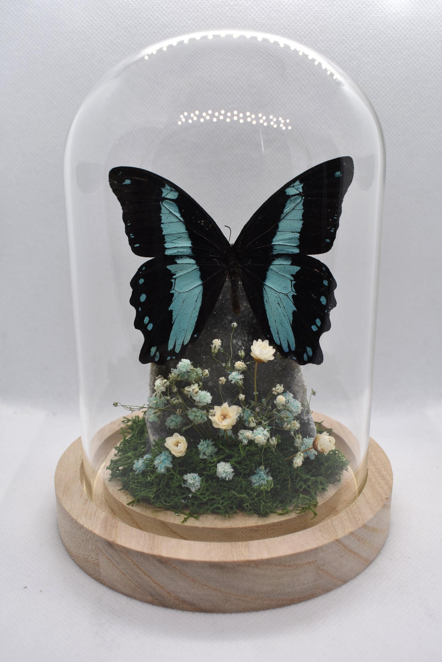 Vlinderstolp met een Papilio Bromius op Amethist (Galaxy)