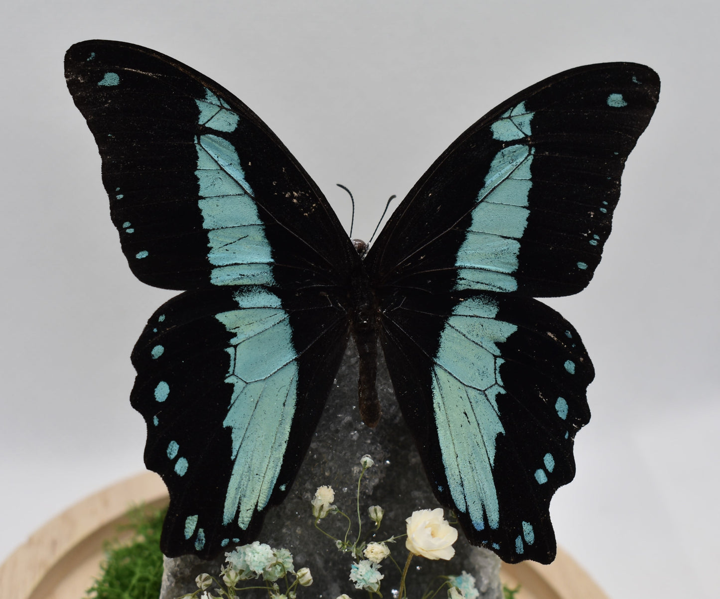Vlinderstolp met een Papilio Bromius op Amethist (Galaxy)