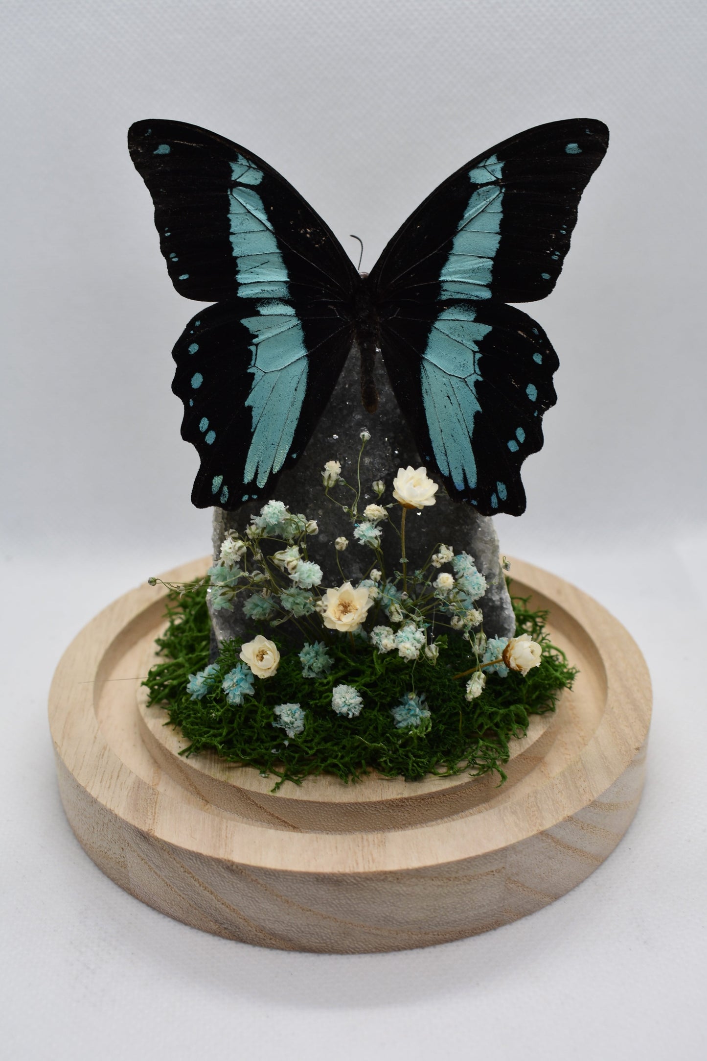 Vlinderstolp met een Papilio Bromius op Amethist (Galaxy)