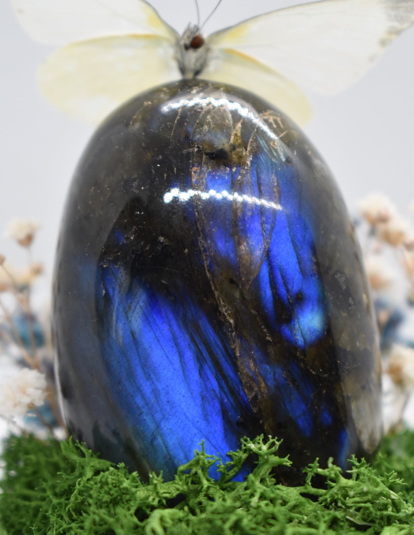 Vlinderstolp met een Appias op Labradoriet