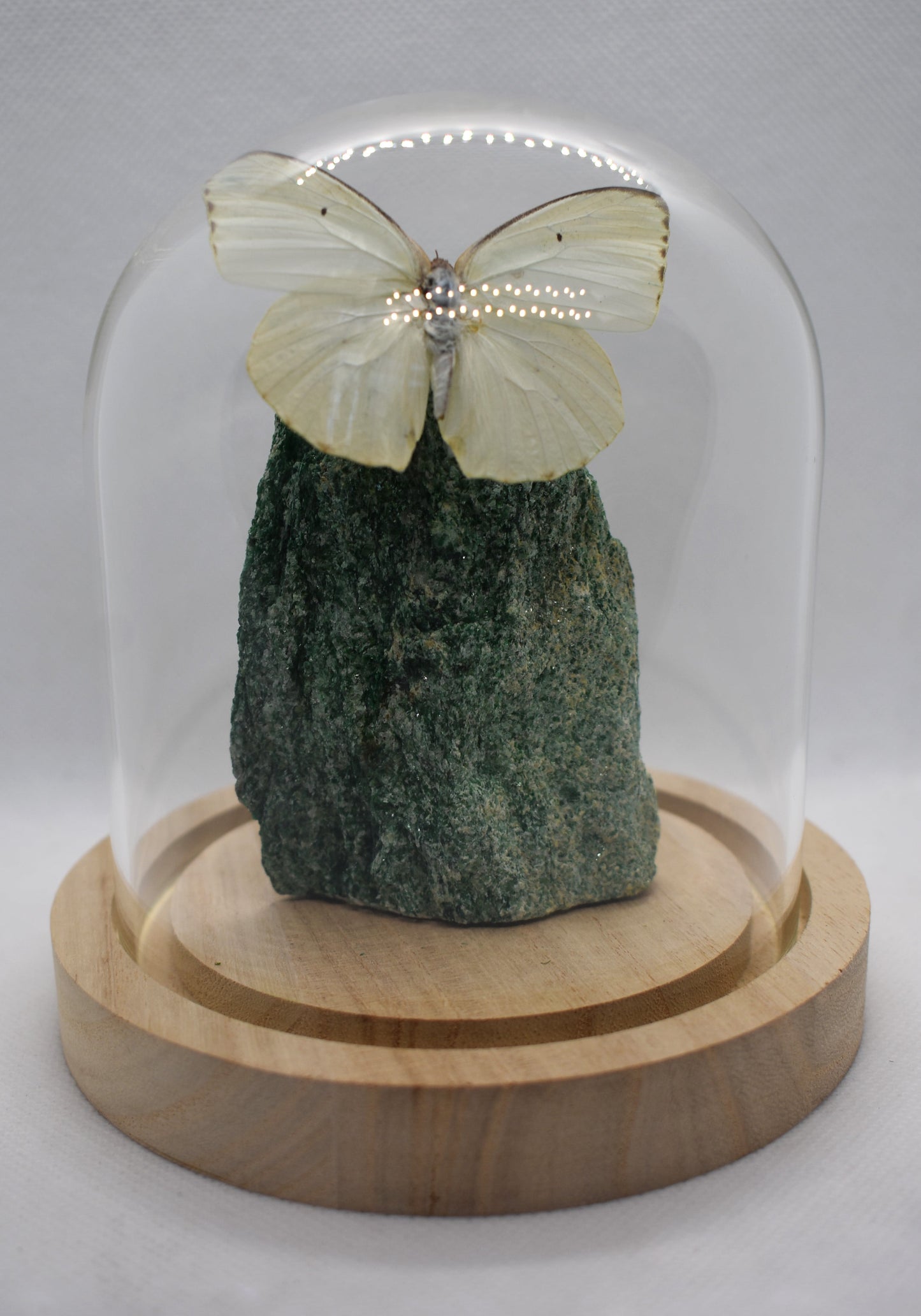 Vlinderstolp met een Catopsilia Florella op Fuchsiet