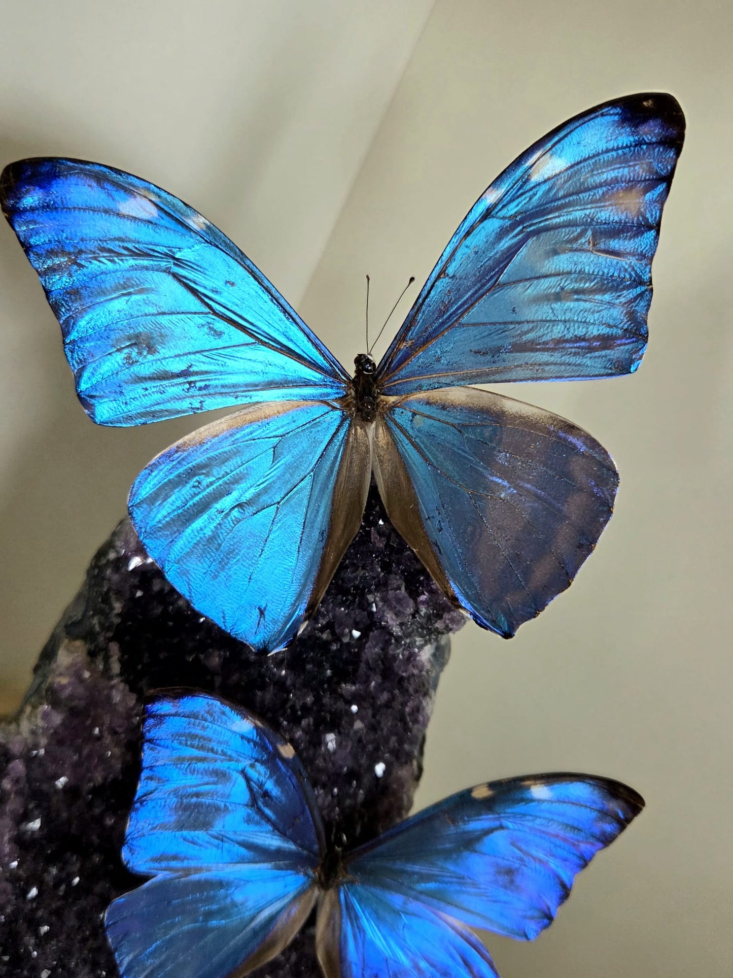 Vlinderstolp met twee Morpho Adonis op Amethist