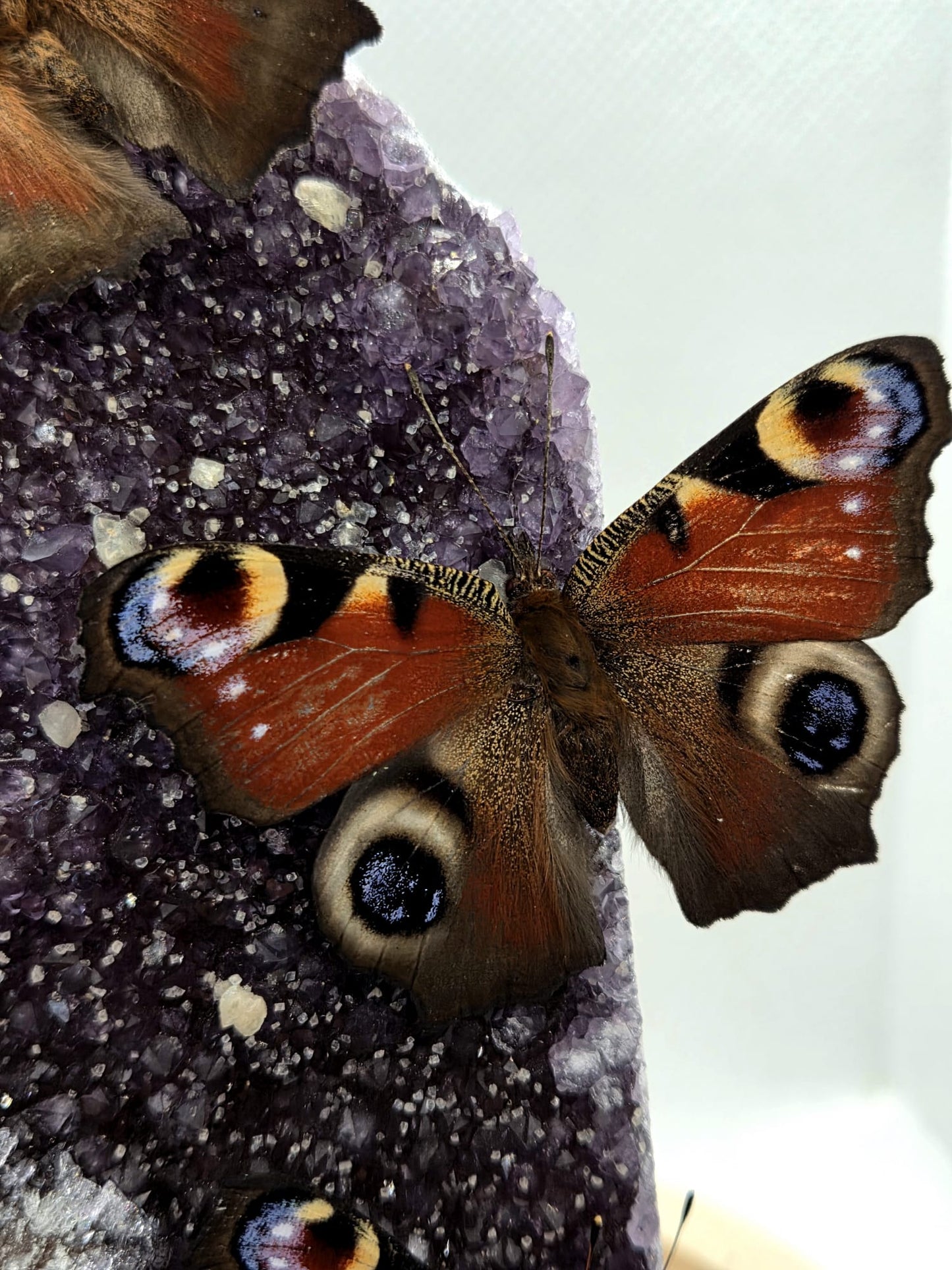 Vlinderstolp met drie Dagpauwogen op een amethist