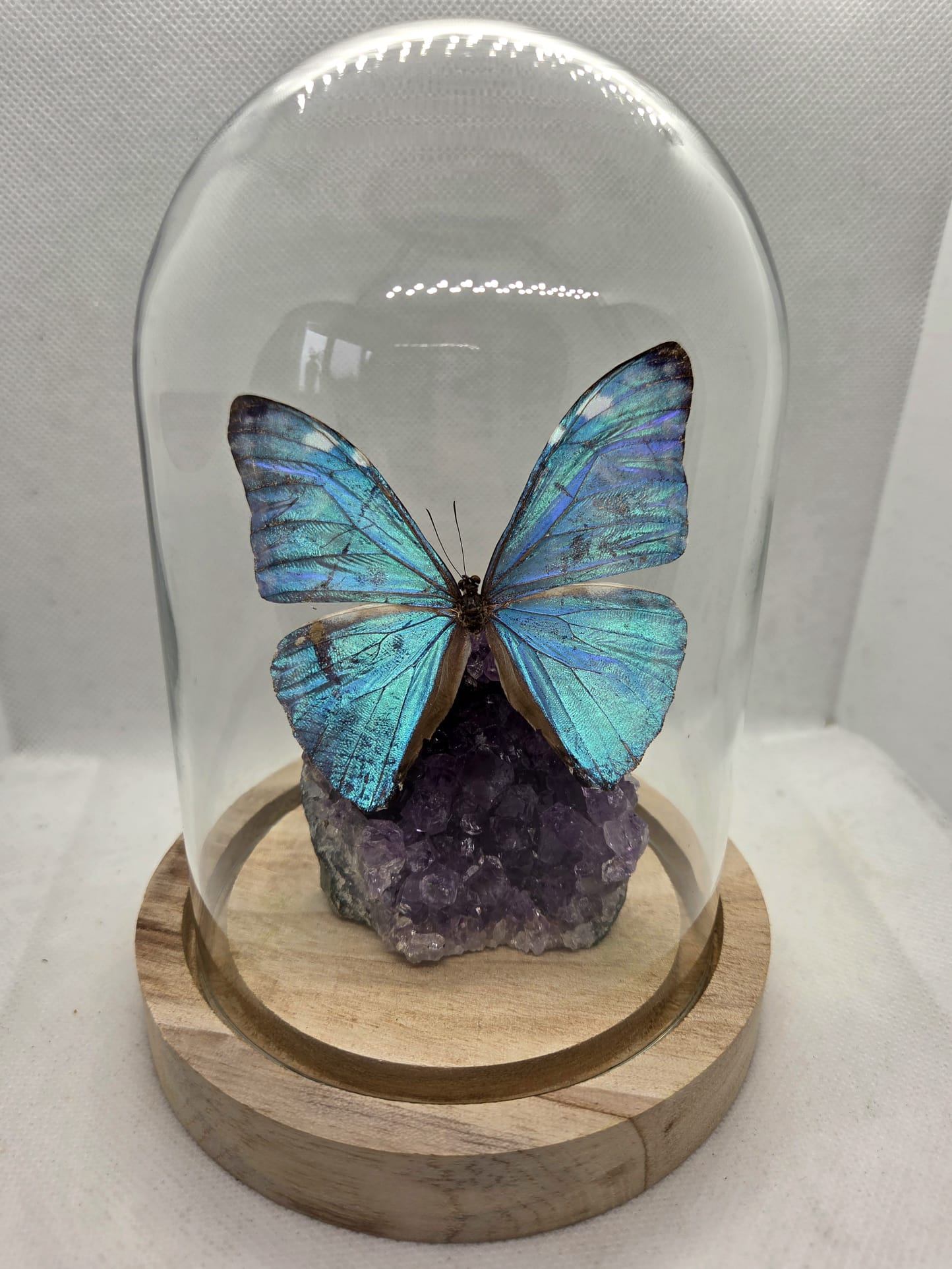 Vlinderstolp met een Morpho Adonis op Amethist