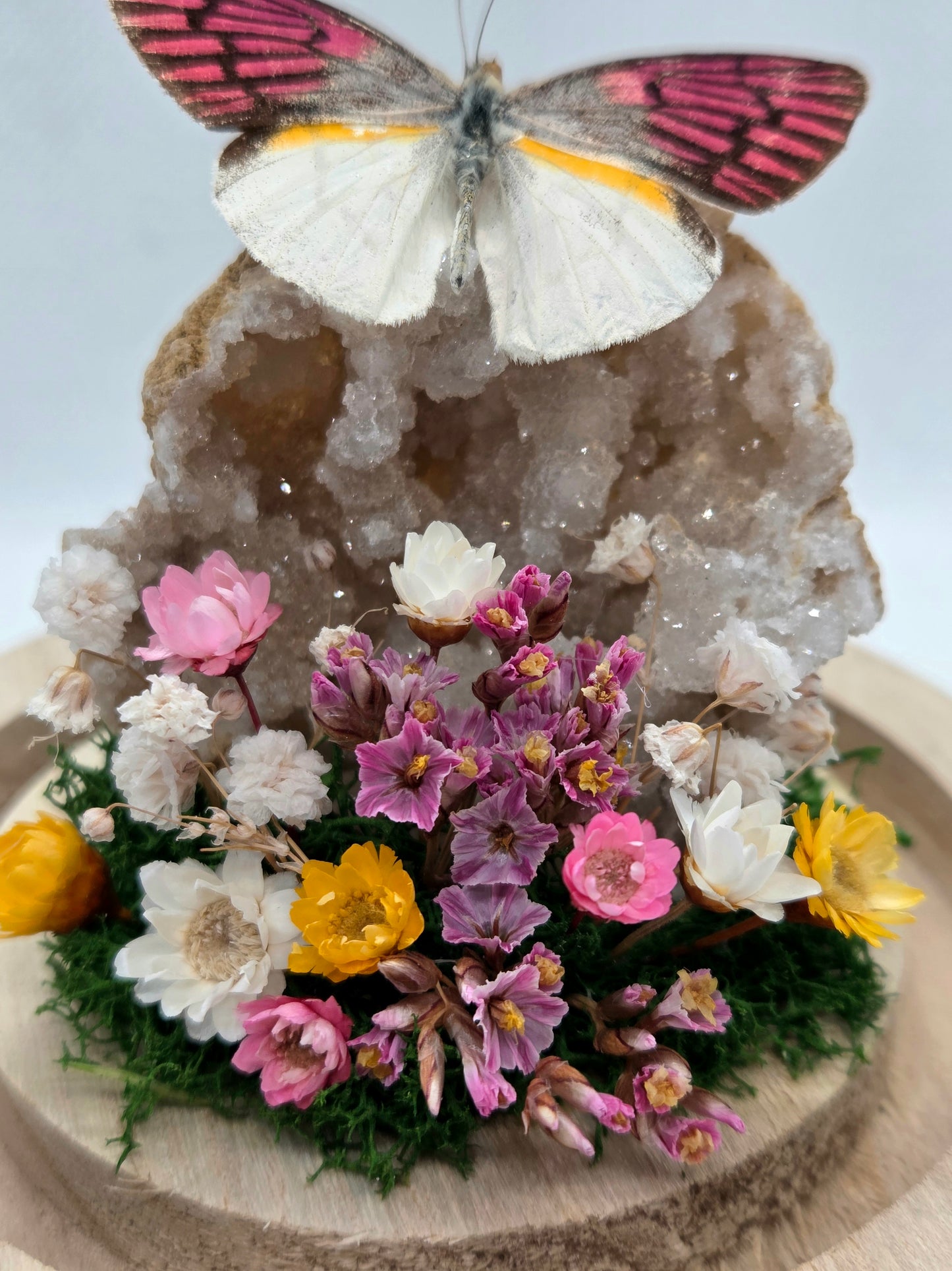 Vlinderstolp met een Colotis Zoe op Bergkristal