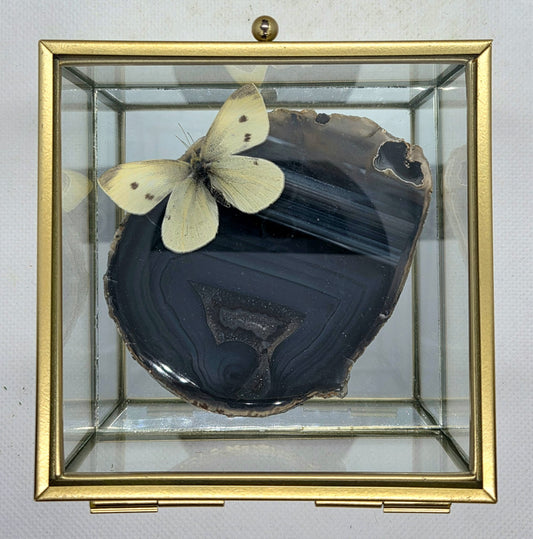 Vlinderkistje met een Koolwitje op Agaat