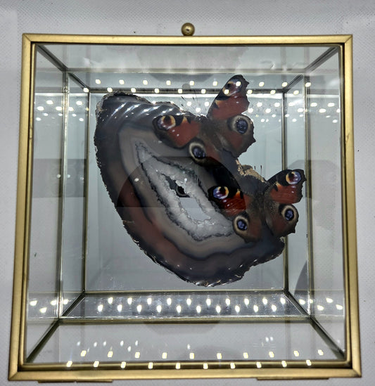 Vlinderkistje met twee Dagpauwogen op Agaat