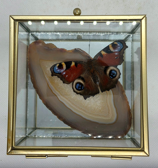 Vlinderkistje met een Dagpauwoog op Agaat