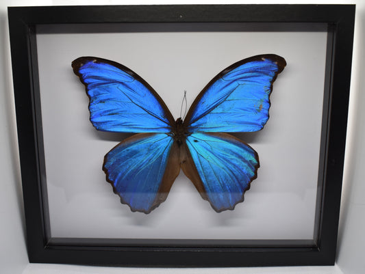 Vlinderlijst met Morpho Didius