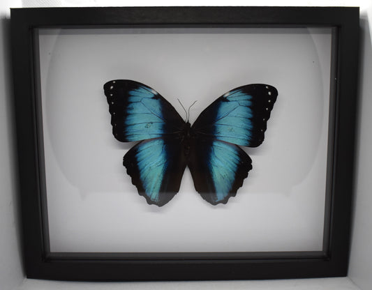 Vlinderlijst met Morpho Achilles