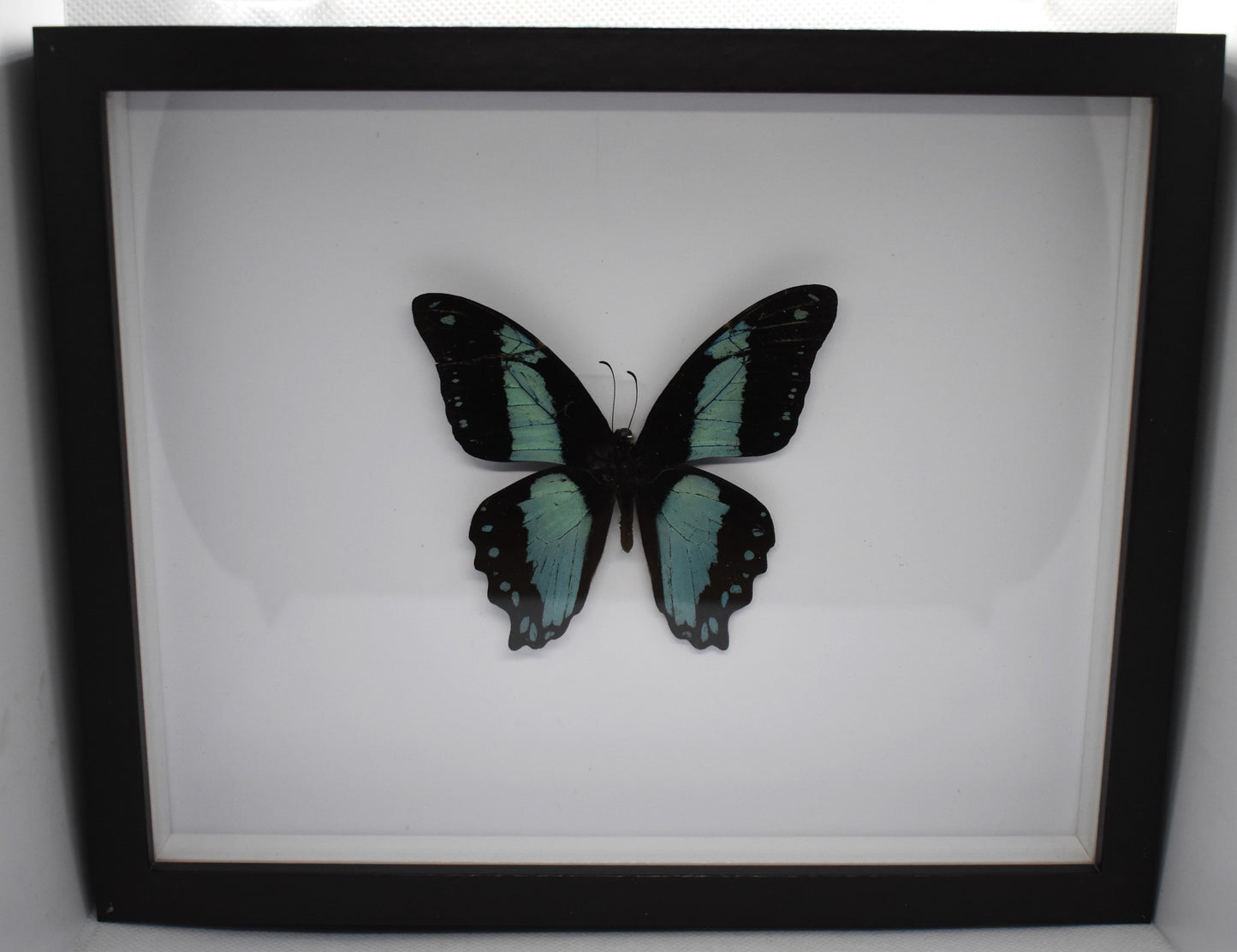 Vlinderlijst met een Papilio Bromius