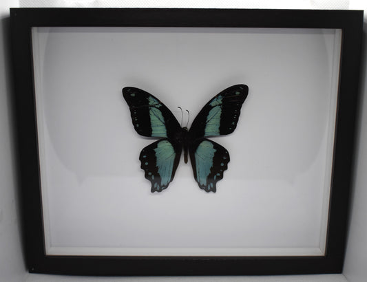 Vlinderlijst met een Papilio Bromius