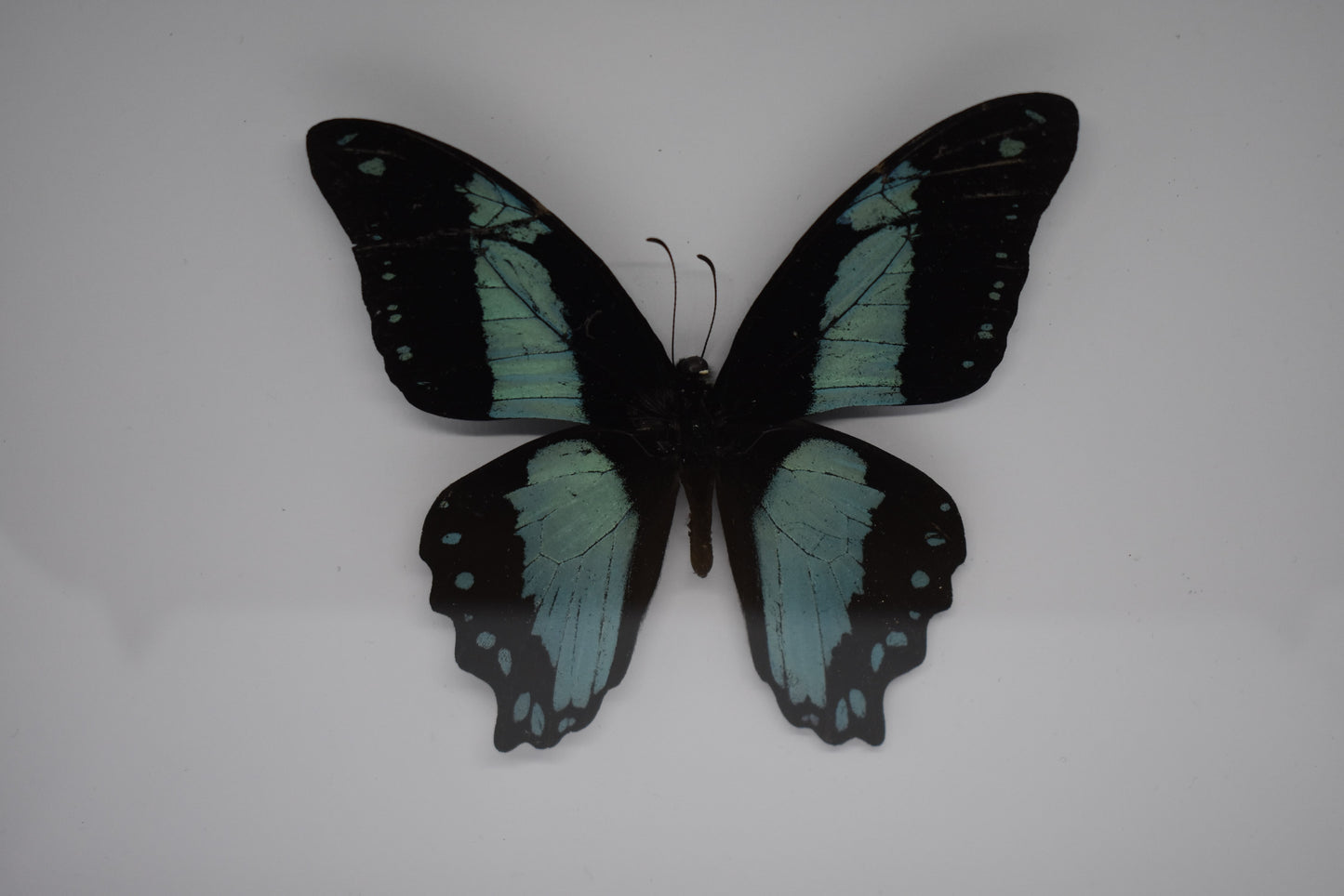 Vlinderlijst met een Papilio Bromius