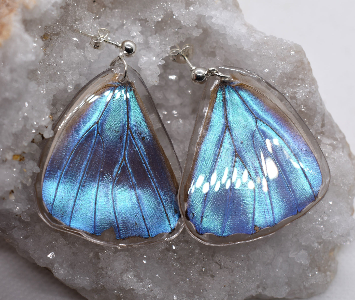 Vlinderoorbellen Morpho Adonis (achtervleugels)