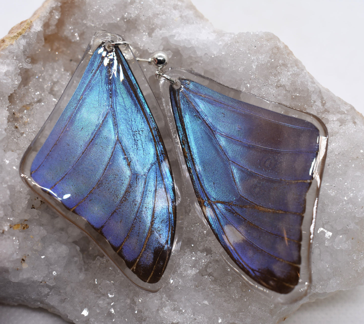 Vlinderoorbellen Morpho Adonis (voorvleugels)