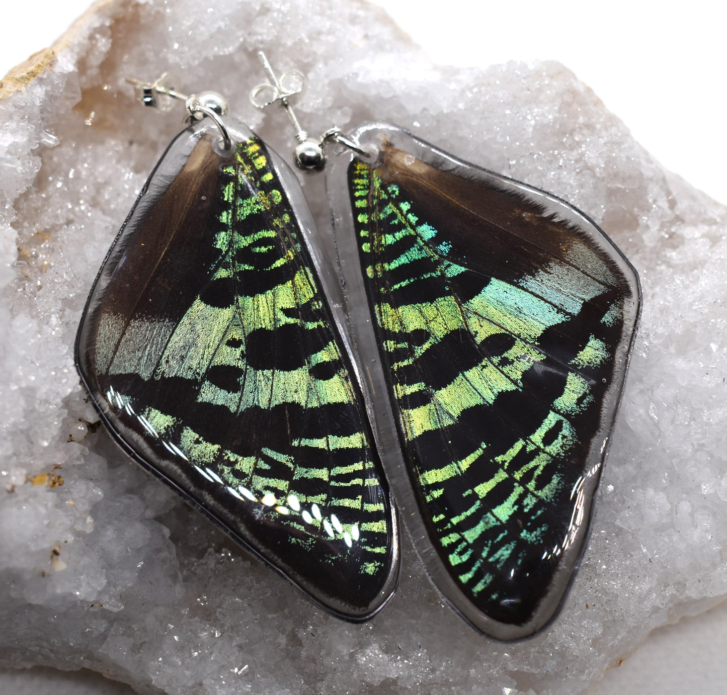 Vlinderoorbellen Urania Ripheus (voorvleugels)