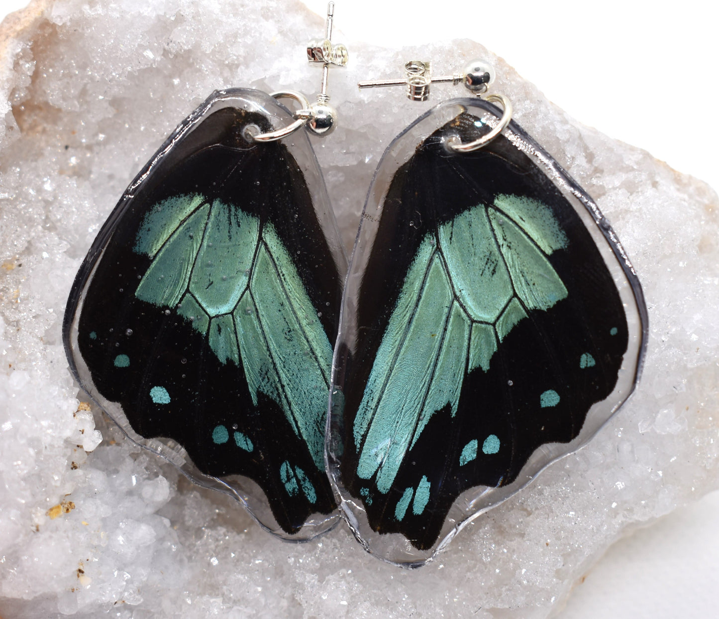 Vlinderoorbellen Papilio Bromius (achtervleugels)