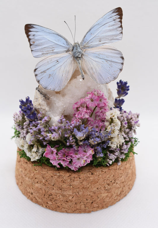 Vlinderstolp met een Appias Celestina op een Bergkristalgeode