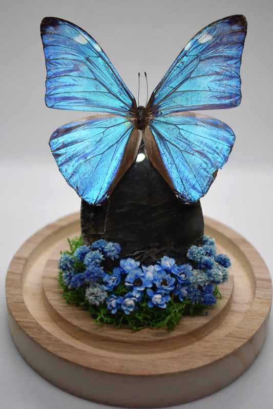 Vlinderstolp met een Morpho Adonis op Labradoriet