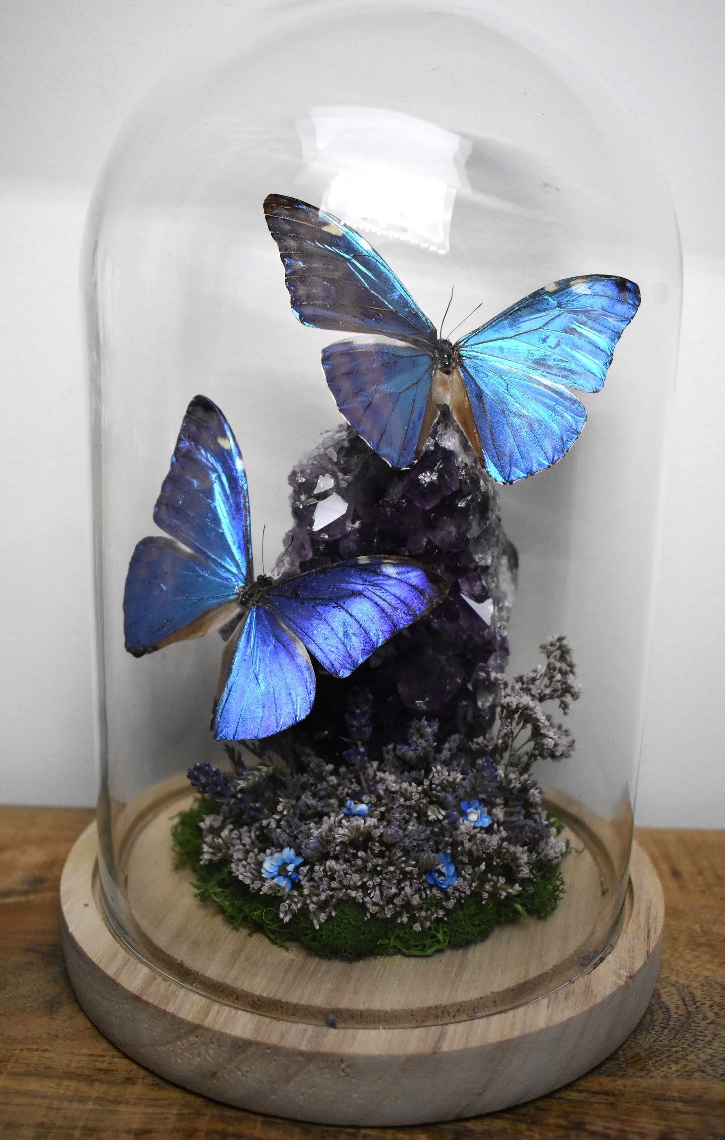 Vlinderstolp met twee Morpho Adonis op Amethist