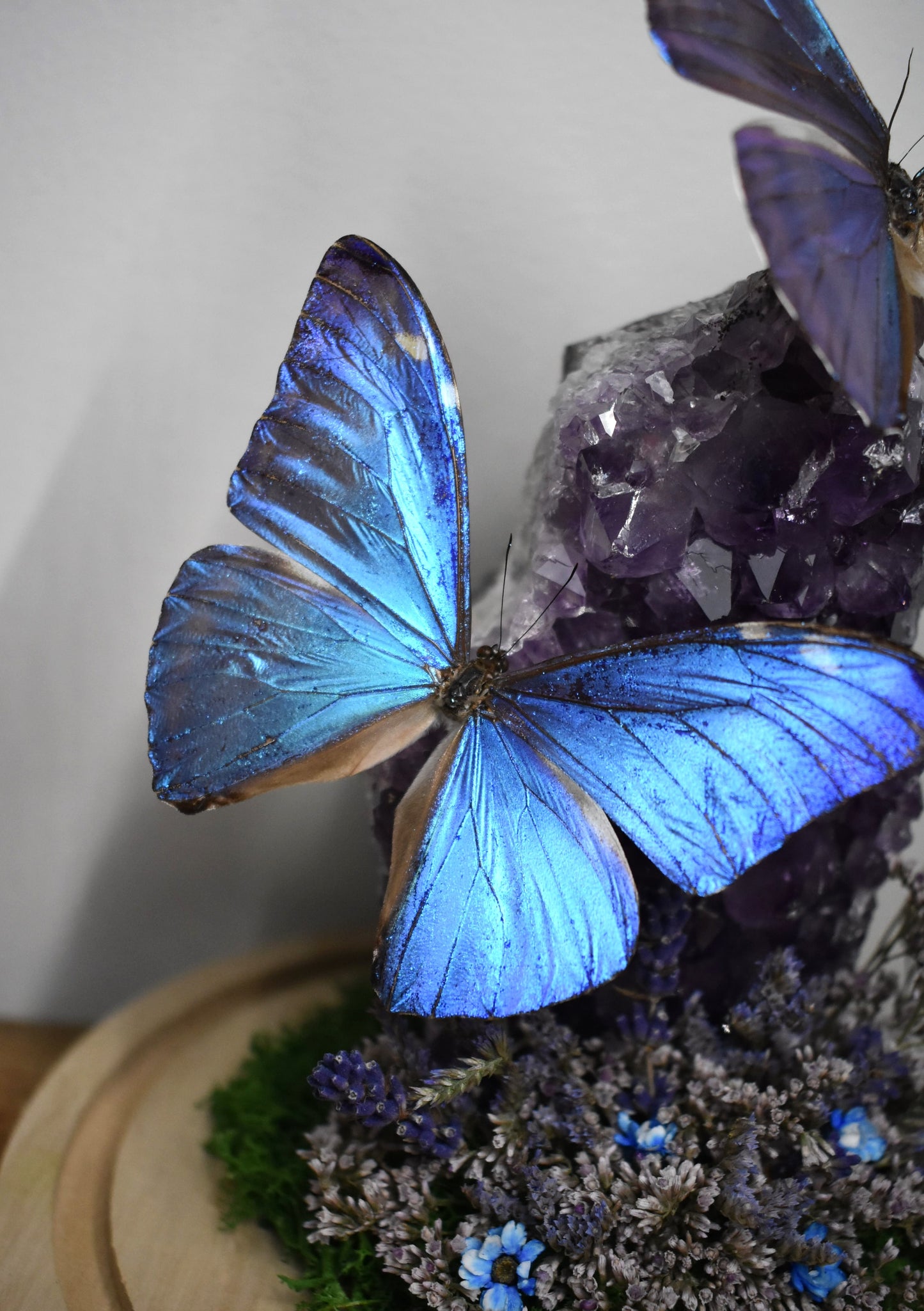 Vlinderstolp met twee Morpho Adonis op Amethist