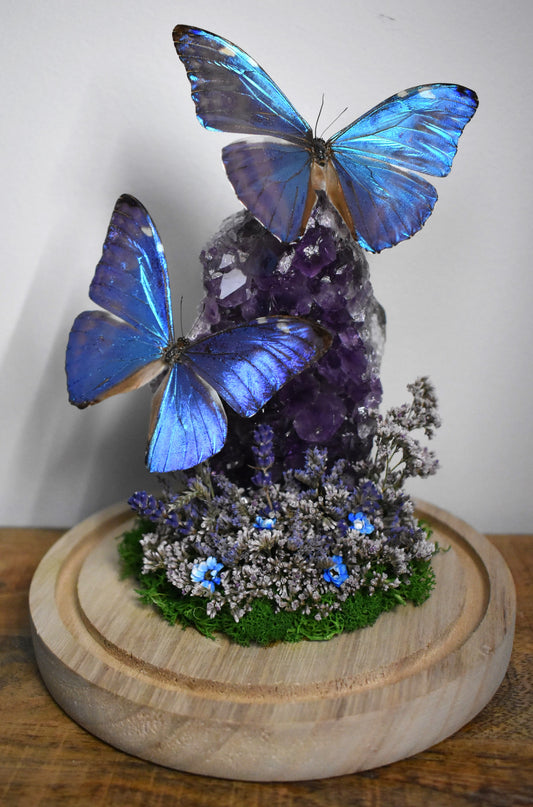 Vlinderstolp met twee Morpho Adonis op Amethist