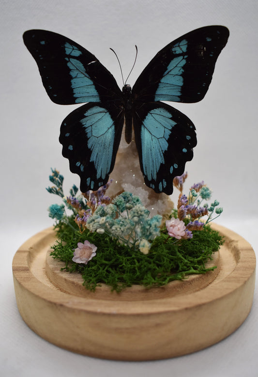 Vlinderstolp met een Papilio Bromius op Bergkristal