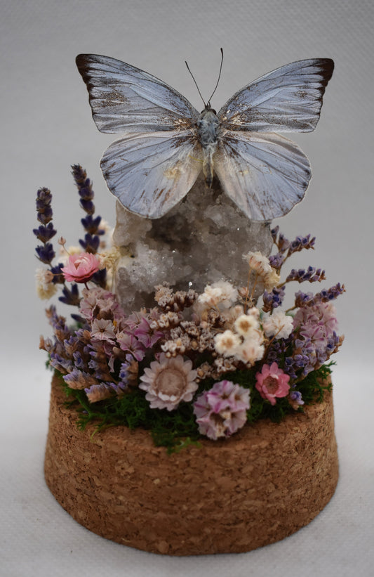 Vlinderstolp met een Appias Celestina op Bergkristal