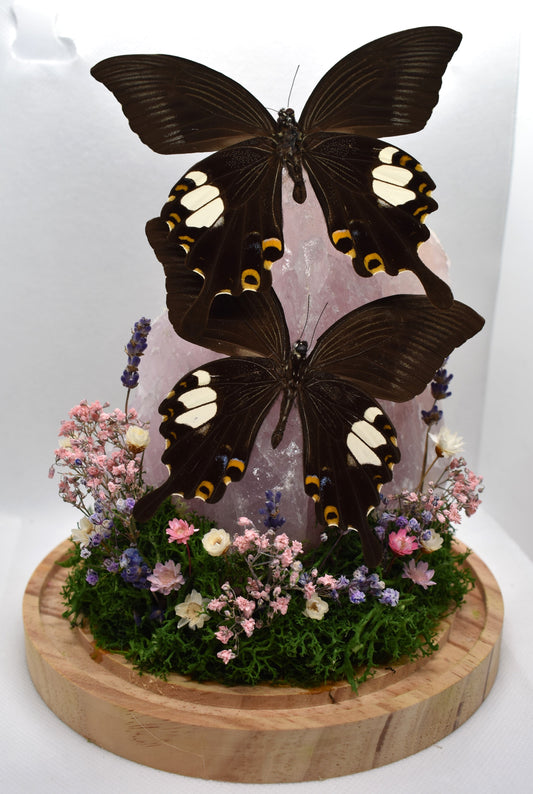 Vlinderstolp met twee Papilio Helenus op Rozekwarts