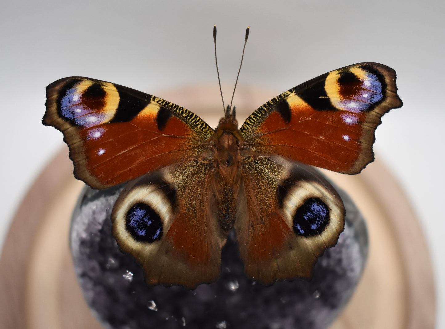 Vlinderstolp met een Dagpauwoog op Amethist