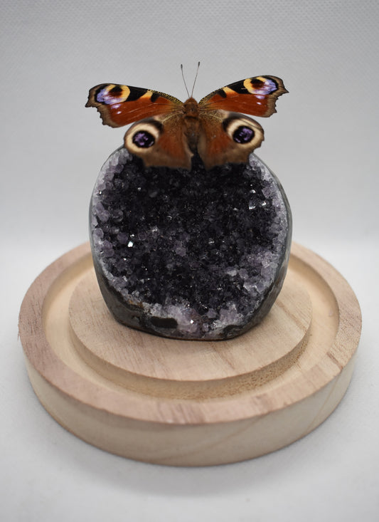 Vlinderstolp met een Dagpauwoog op Amethist